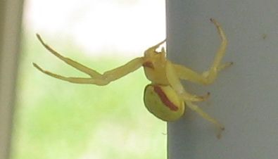 yellow spider 1